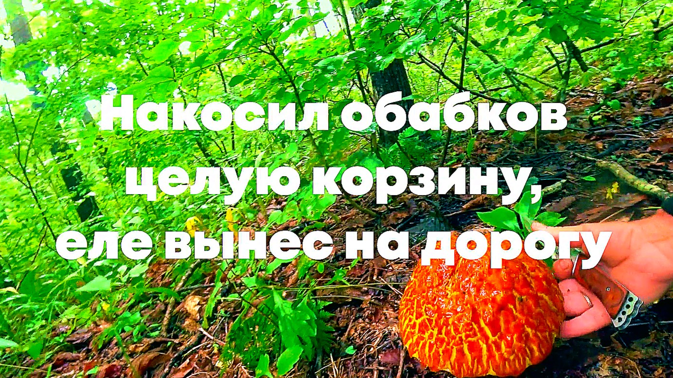 Грибное эльдорадо