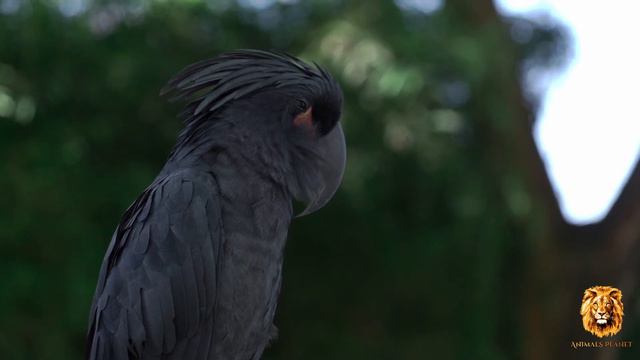 Most Unique Birds In The World Palm Cockatoo | Animals Planet смотреть онлайн
