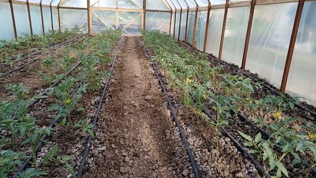 Тукаем томаты! Опыляем! смотреть онлайн