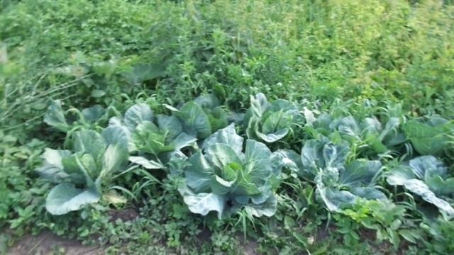 Клубника .И Чем её поливать.