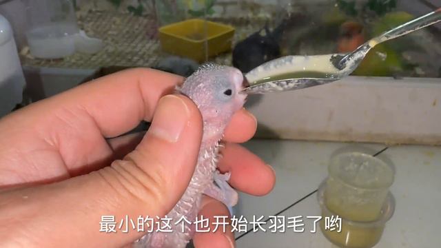 四只小虎皮慢慢长大，和上一窝一样到了咬人的年级，到底是我喂鸟还是把我喂给鸟啊？【一只小皮皮呀】 смотреть онлайн