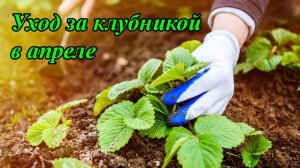 Уход за клубникой в апреле
