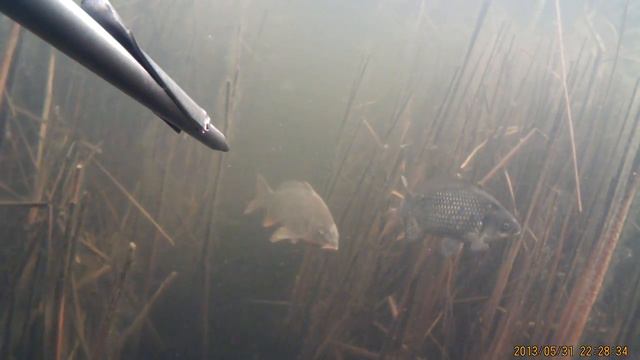 Сазан и карась смотреть онлайн