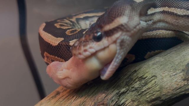Feeding My Ball Python! смотреть онлайн