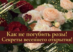 Как не погубить розы! Секреты весеннего открытия!