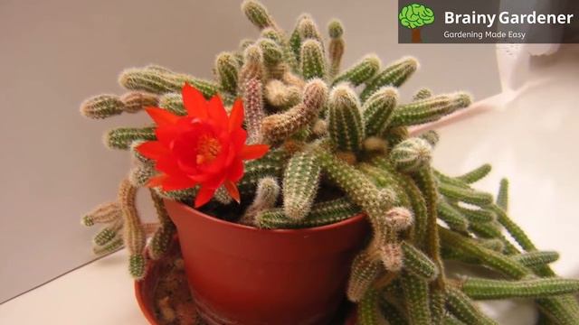 Tips For Growing And Caring For A Peanut Cactus (Echinopsis Chamaecereus)