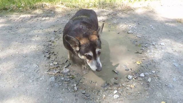 Смешная толстая собака залезла в лужу и радует хозяев смотреть онлайн