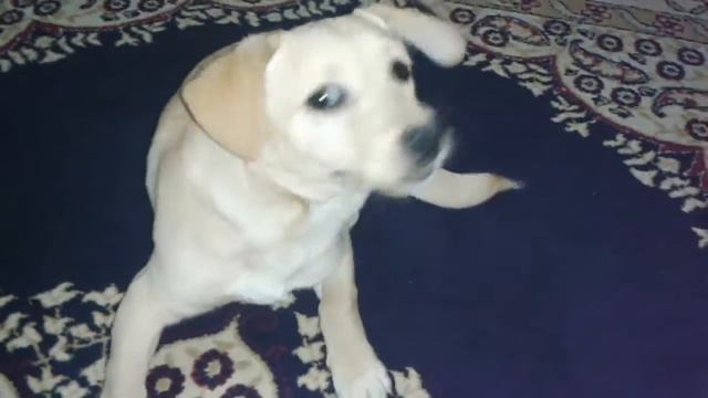 Mini labrador смотреть онлайн