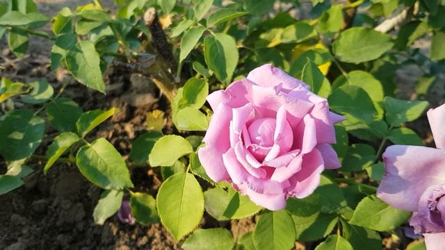 Сорт чайно- гибридной розы Блю Мун - Голубая Луна(Тантау) лавандовый цвет, прекрасный аромат 18.06. смотреть онлайн