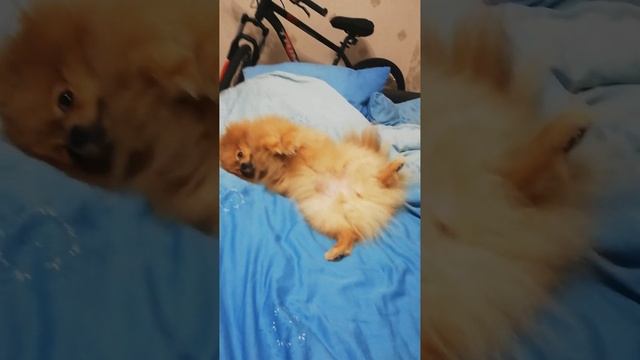 Немецкий малый шпиц смотреть онлайн