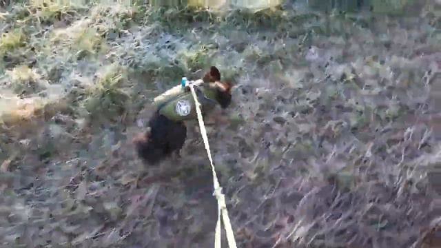 Sind Hundemäntel sinnvoll? || Border Collie, Chihuahua смотреть онлайн