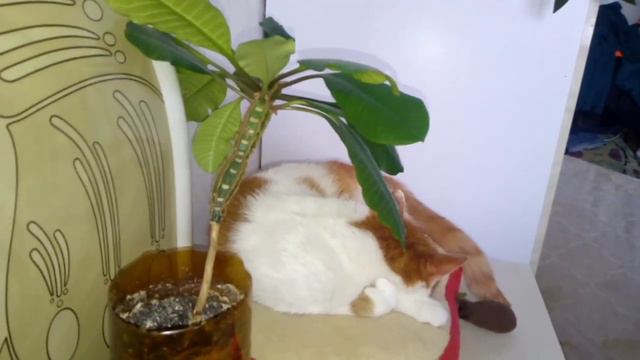 КОШКА ОТДЫХАЕТ ПОД ПАЛЬМОЙ / THE CAT RESTS UNDER THE PALM TREE смотреть онлайн