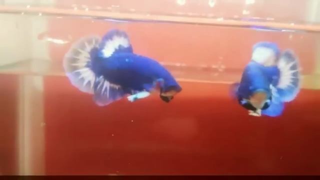 VIRAL FILM BLUE 100%NO SENSOR. смотреть онлайн