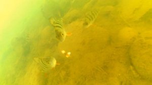 Ловля окуня зимой на чертика