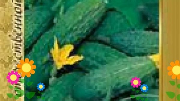 Огурец сортовой Малыш (Malysh). Краткий обзор, описание характеристик, где купить семена