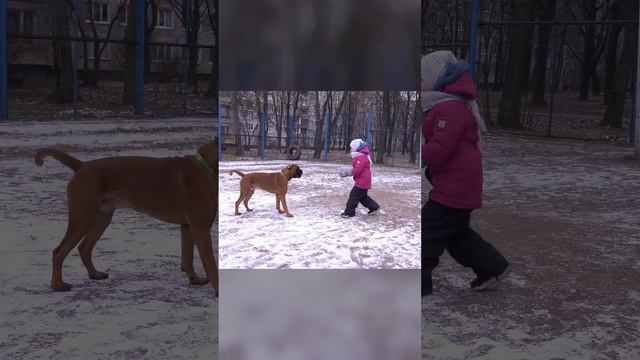 Как немецкие боксёры ладят с детьми? #боксеры #собака #домашниеживотные #порода смотреть онлайн