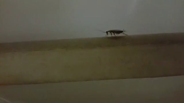 Тараканы в A-store АДК в хлебном отделе.