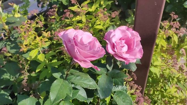 роза Муди Блю, чайно-гибридная смотреть онлайн