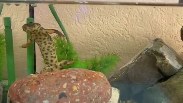 линька тритона