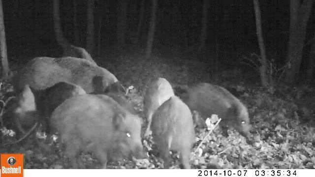 Кабаны, Мордовский природный заповедник, проект "Спасение заповедных зверей", 2014 смотреть онлайн