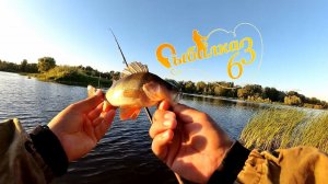 Окунь на отводной! Ловля на спиннинг летом с берега