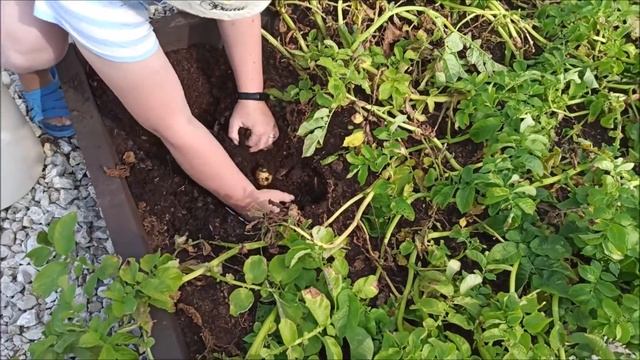 Догоняем и моем собак смотреть онлайн