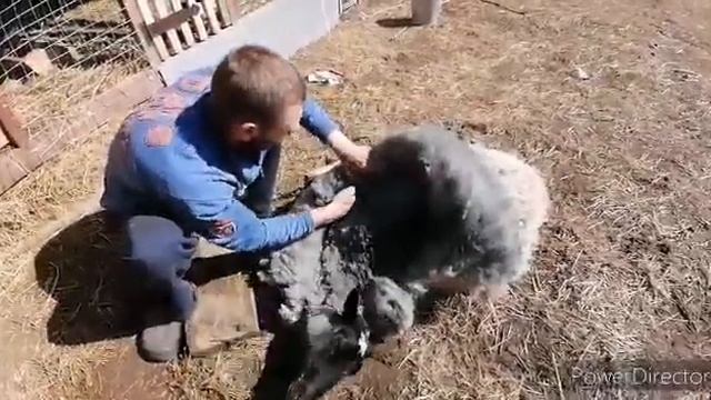 Стрижем овец! смотреть онлайн