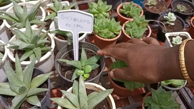 Madurai Indoor and outdoor plants Bonsai Aglaonema Cactus Money plant Aloe succulent plants смотреть онлайн