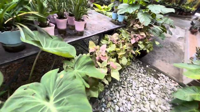 Caladium Pink Syngonium