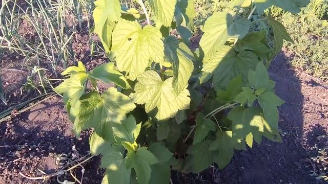 первый урожай смородины,смородина размером с черешню,крупноплодная смородина смотреть онлайн