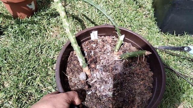 Пересадка кактусов.Обзор моих колючек.Цветение.Kakteen. смотреть онлайн