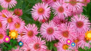 Астра кустарниковая Барс Пинк. Краткий обзор, описание характеристик aster barrs pink Barrs Pink