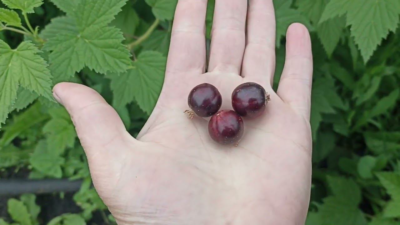 11 июня начало окрашивания черной смородины смотреть онлайн