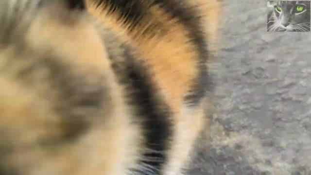 Видят ли кошки призраков смотреть онлайн