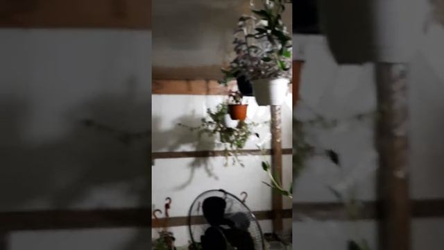 КОМНАТНЫЕ ЦВЕТЫ. _ХОЙИ В МОЕЙ ТЕПЛИЦЕ_. смотреть онлайн