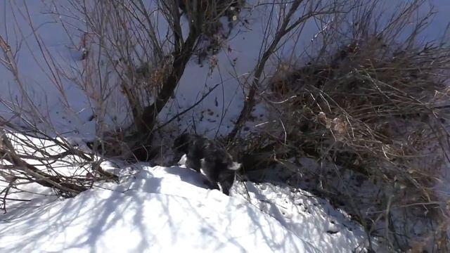 Дратхаар работа со стойкой , думал заяц а окозалась. За месяц до весенней охоты в Сергиево Посадско смотреть онлайн