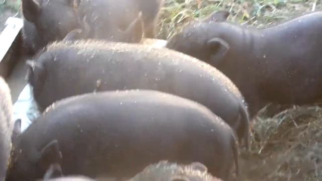 Вьетнамские поросята месячные смотреть онлайн