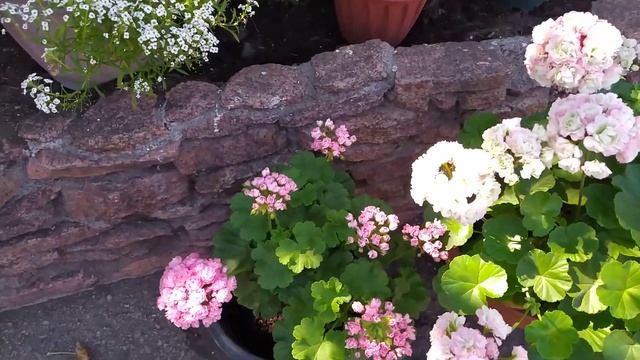 Розебудные пелоргонии .Apple Blossom Rosebud/ Swanland Pink ? смотреть онлайн