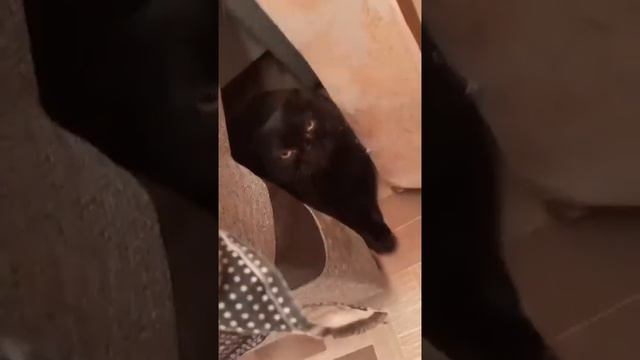 Липецк. Дома. Наша любимица Муська, наша красота-лепота . смотреть онлайн
