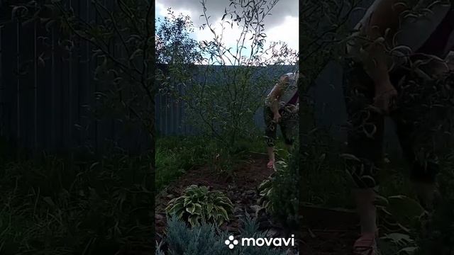 Willow formation/Формировка ивы извилистой/15.08.2021 смотреть онлайн