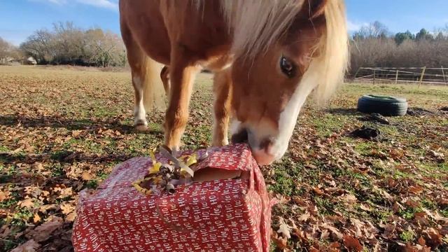 LES PONEYS OUVRENT LEURS CADEAUX DE NOEL ! - Je crois qu'ils sont content !! смотреть онлайн