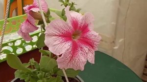 Какие цветы посадить в вазоны, кашпо? Цветочные композиции из цветов!