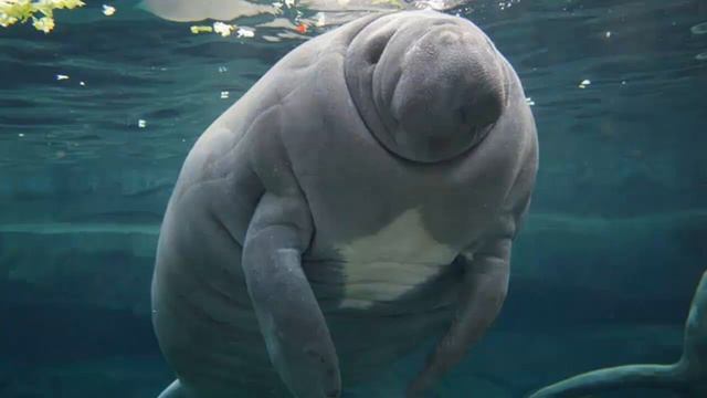 ЛАМАНТИНЫ - Дружелюбные создания смотреть онлайн