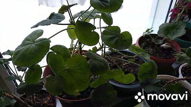 Фиалки.Пирожки.Мои пеларгонии и т.д.Плов.Мой сынок. смотреть онлайн