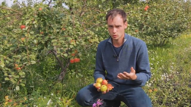 Груша «Красуля». Просто красавица и настоящая отличница по вкусу смотреть онлайн