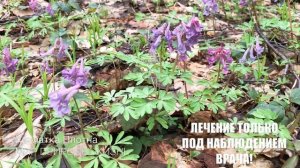 Хохлатка Лесная - растение от бессонницы