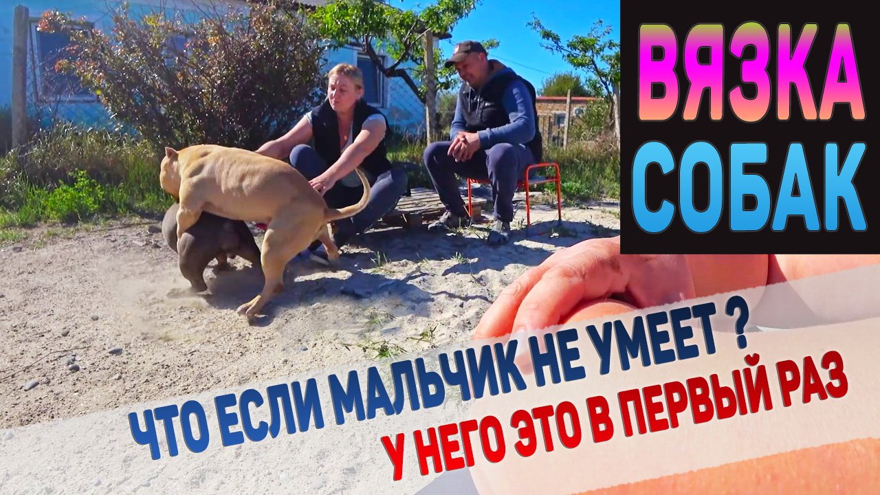 Вязка собак. Что делать если кобель неопытный? смотреть онлайн