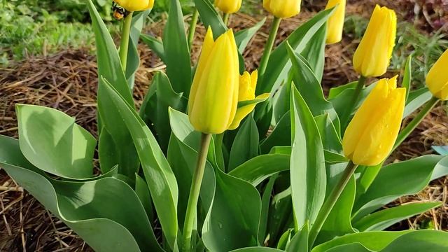 Тюльпан Кандела/Tulipa Candela