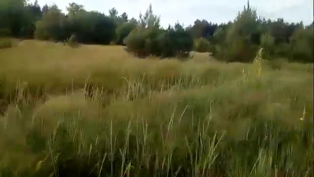 Коровя́к или вербаскум пчёлки летят мёд собирают! Показываем где собирать мёд смотреть онлайн