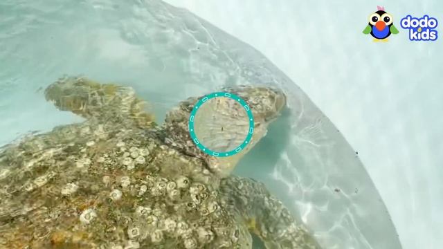 All Better — Sea Turtle Covered In Barnacles Needs Our Help Getting Back To The Ocean! | Dodo Kids смотреть онлайн